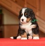 m green 5 weeks 10