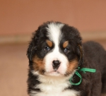 m green 5 weeks 2
