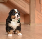 m green 5 weeks 4