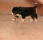 m green 5 weeks 5