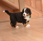 m green 5 weeks 6