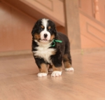 m green 5 weeks 7