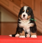 m green 5 weeks 9