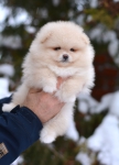 7 weeks 2