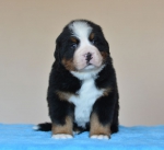 5 weeks