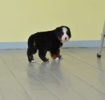 5 weeks 1