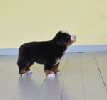 5 weeks 10