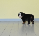 5 weeks 2