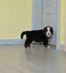 5 weeks 3