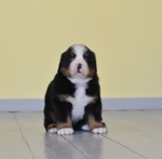 5 weeks 7