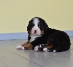 5 weeks 8
