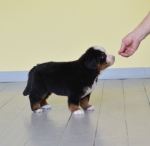 5 weeks 9