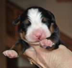boy 6 days