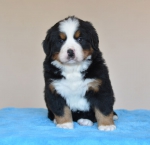 5 weeks