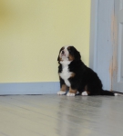 5 weeks 1