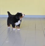 5 weeks 3