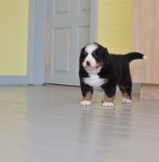 5 weeks 4