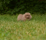 7 weeks 6