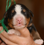 boy 3 days