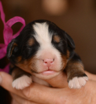 girl lilac 3 days