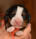 girl red 3 days