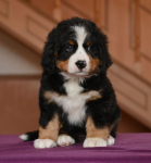 red 7 weeks