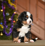 5 weeks 2