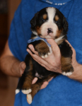 m blue 3 weeks