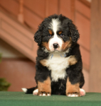 m blue 6 weeks 1