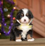 5 weeks 2