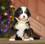 5 weeks 3