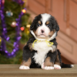 5 weeks 4