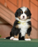 6 weeks