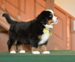 6 weeks 1