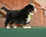 6 weeks 2