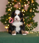 4 weeks 2