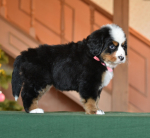 6 weeks