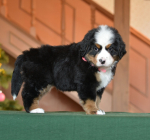 6 weeks 1