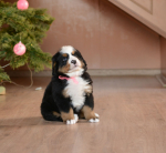 6 weeks 11