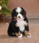 6 weeks 12