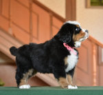 6 weeks 6