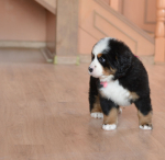 6 weeks 7