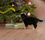 6 weeks 8