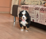 6 weeks 9