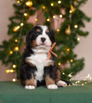 4 weeks