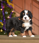 5 weeks 2