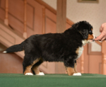 6 weeks 1