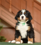 6 weeks