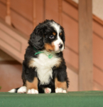 6 weeks 1