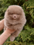 7 weeks